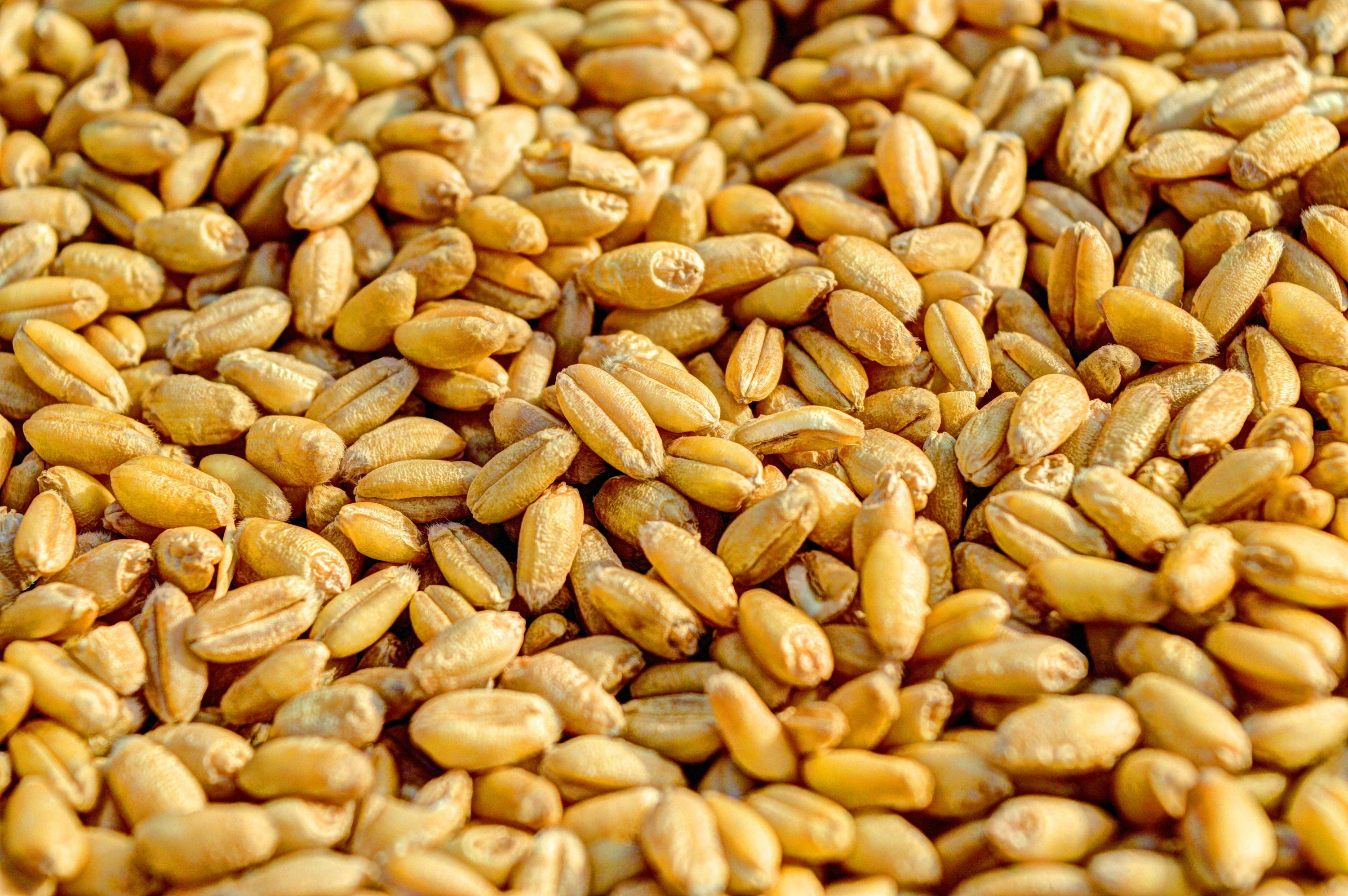 grain
